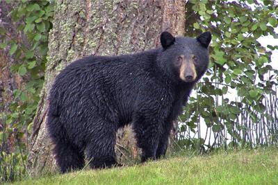 Bear