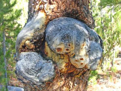 Woody growths