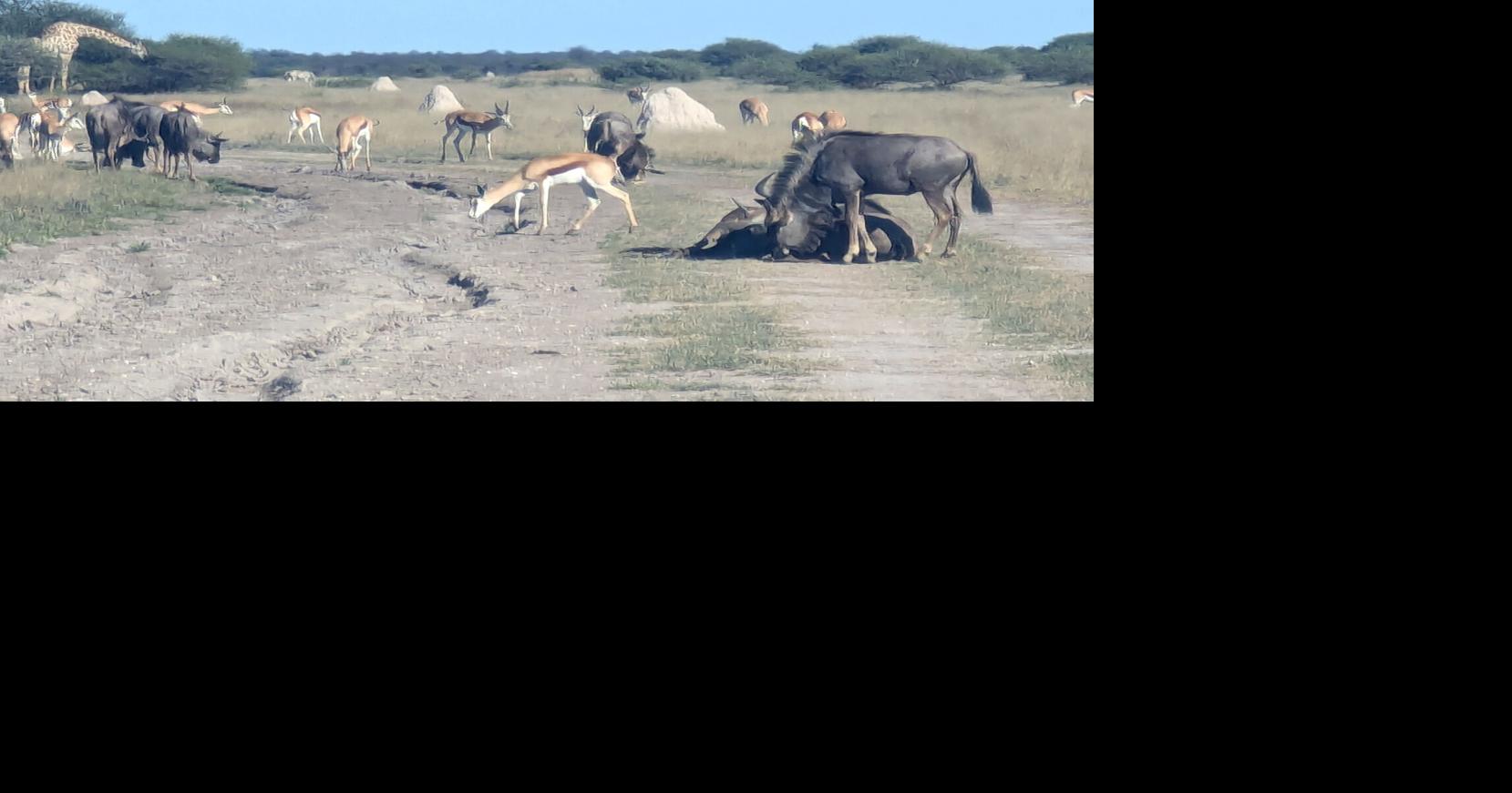 Local couple explores Botswana on self-guided safari