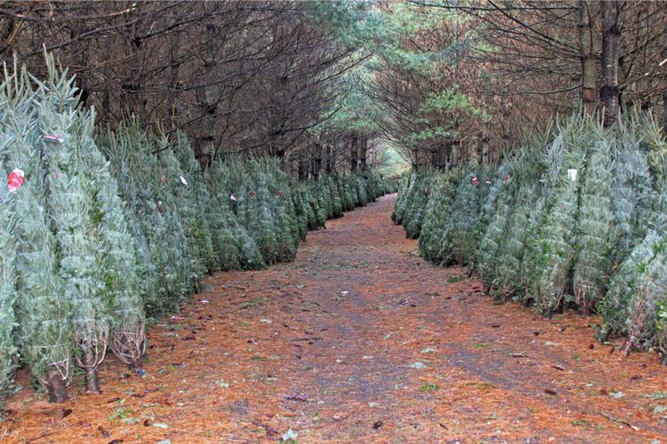 Tree Overtime Tree growers are working overtime | News | thesylvaherald.com