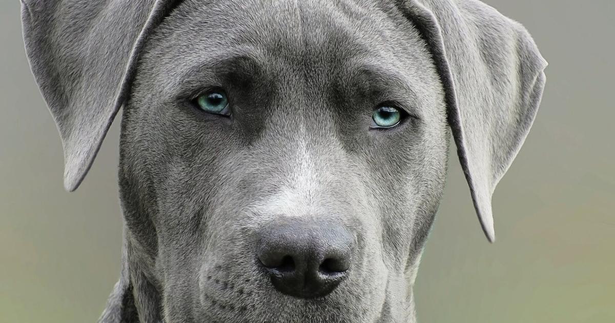 Animals a extensive-expression responsibility following Christmas | News Animals a extensive-expression responsibility following Christmas | News