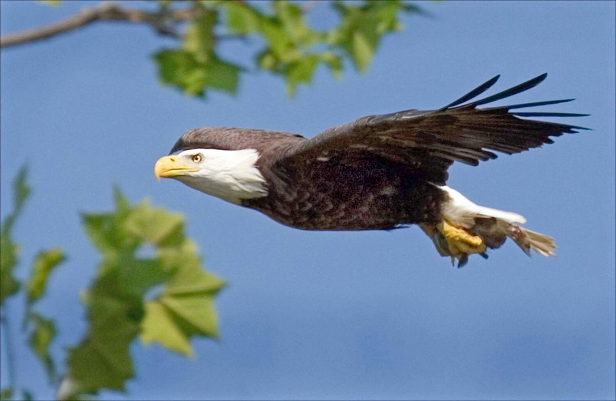 Bald eagles make a comeback in N.C., Jackson County | Farm ...