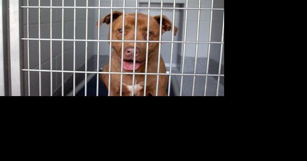 Animal Rescue Center seeking staff to fully open - Vimarsana News