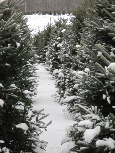 Remembering Christmas trees past | Ruralite Cafe - Lynn Hotaling ...