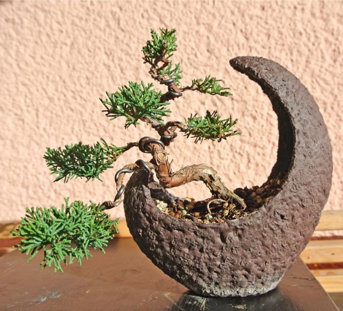 Bonsai Trees Allow A Lot Of Garden In A Smaller Space Commentary Thesylvaherald Com