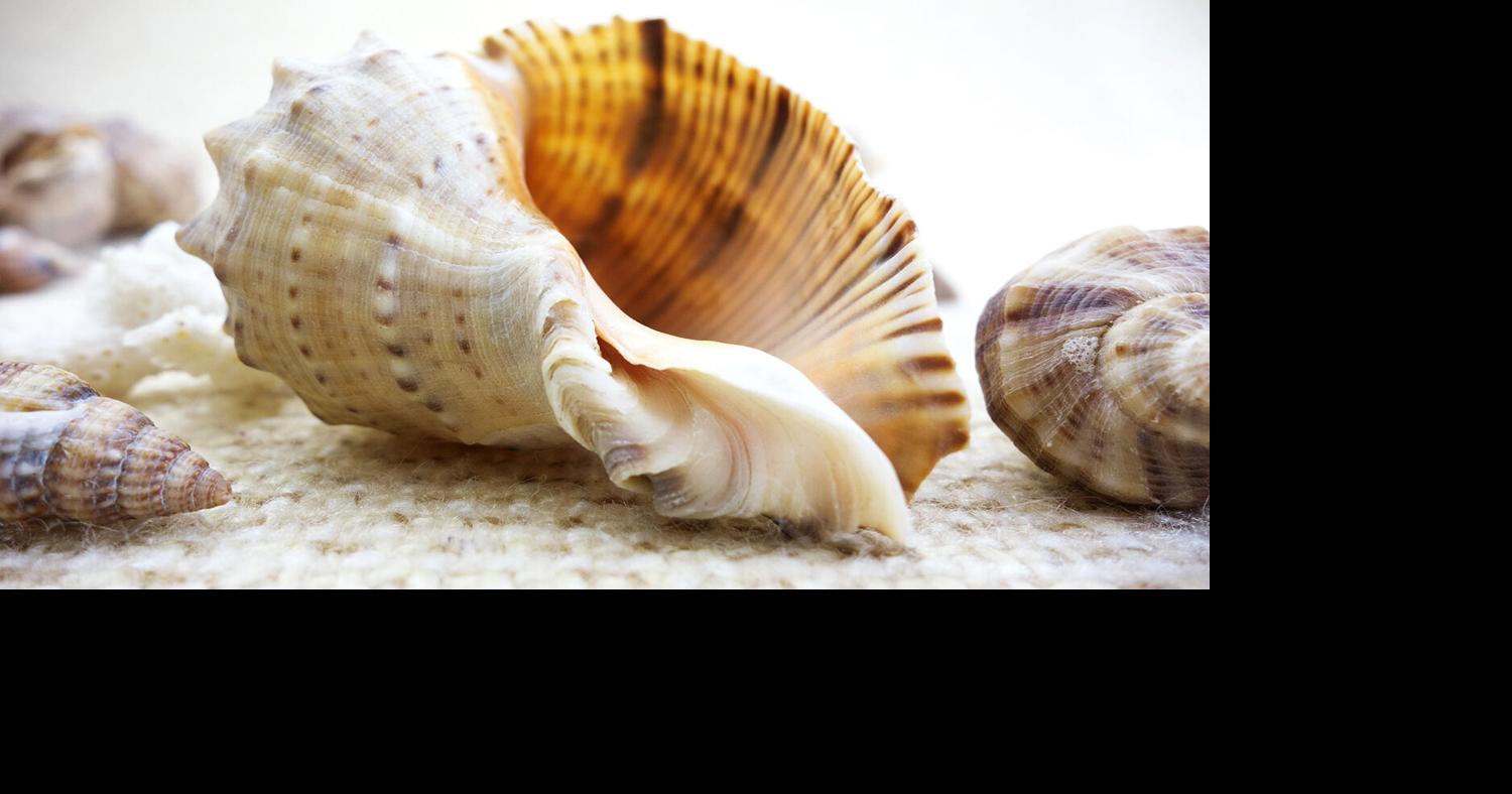 Seashells beautiful, but affected by climate change