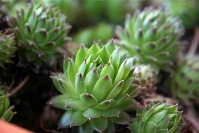 “Hen and chicks’’