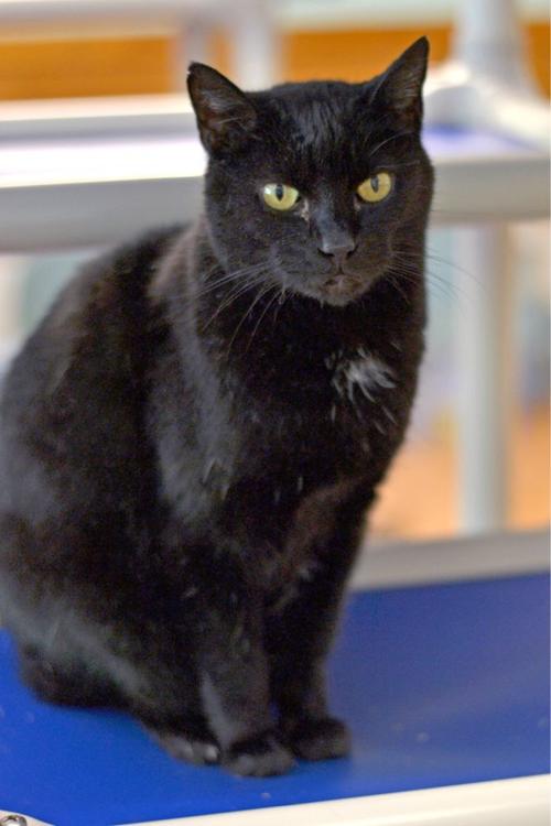Jackson Sets A Milestone No Cats Euthanized In 2017 Top Stories