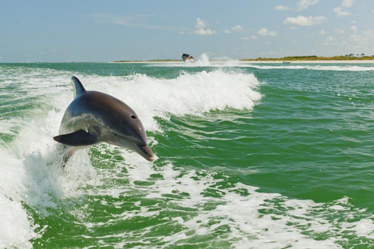 How Dolphins Play With and Carry Objects in the Wild - Clearwater