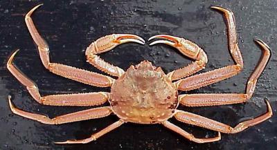 Red King Crab Species Profile, Alaska Department of Fish and Game