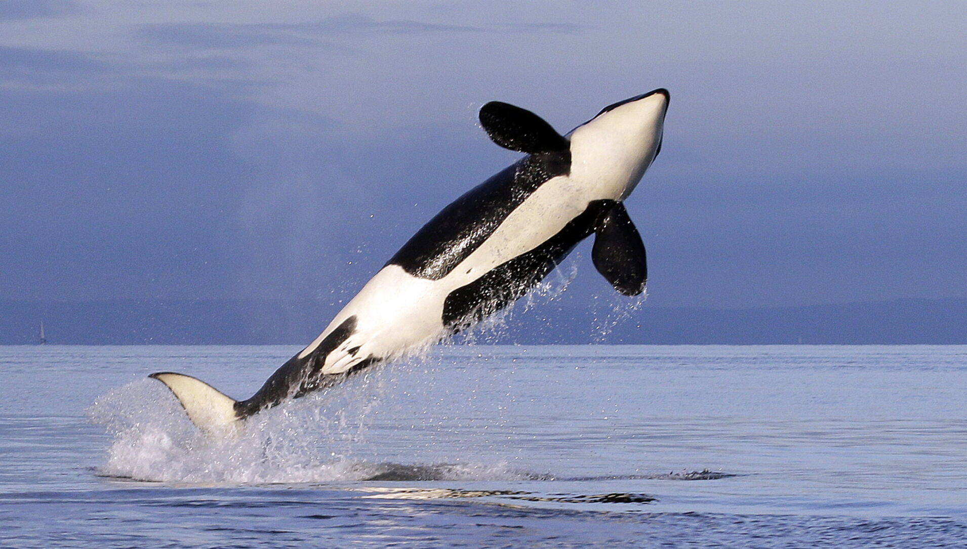 Orcas Sank 3 Boats in Southern Europe in the Last Year Scientists