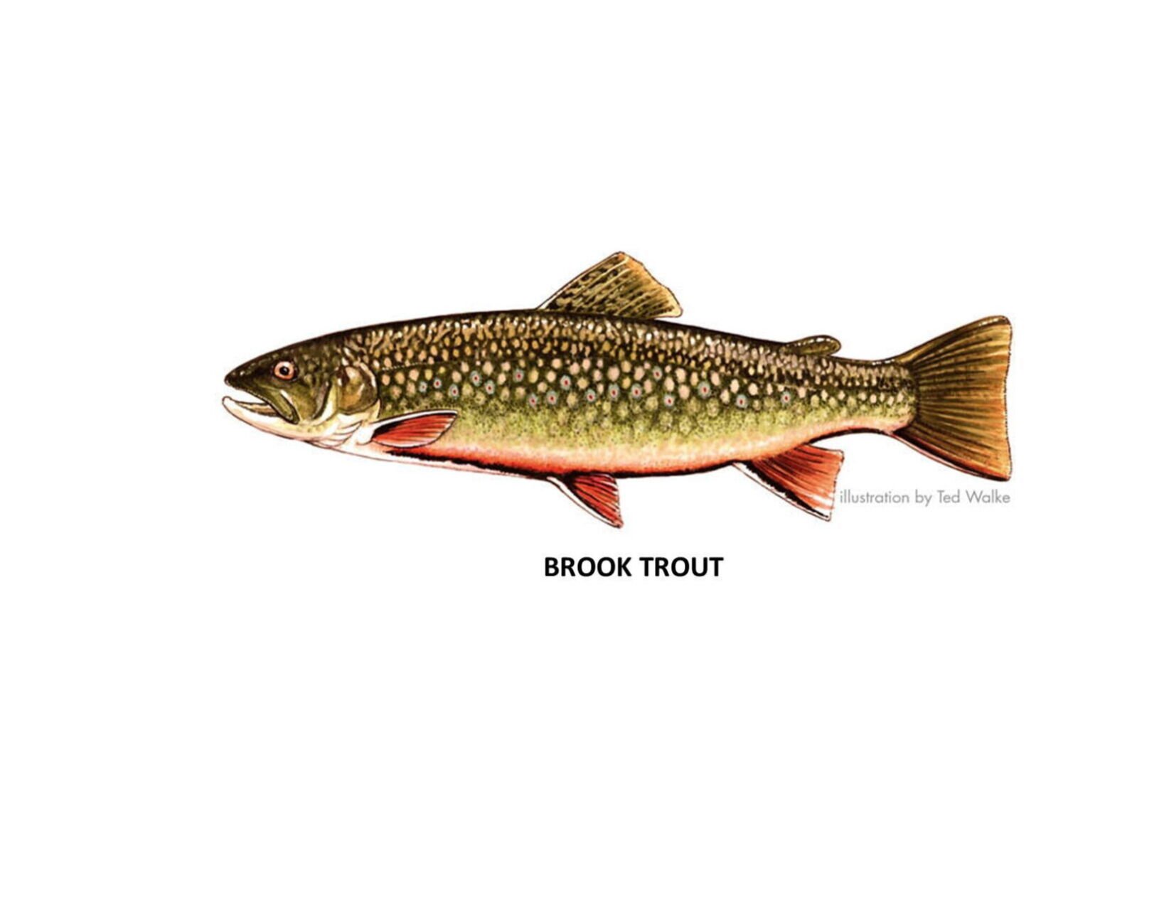 A “SHOUT-OUT” FOR THE BROOK TROUT | Quills | thetimes-tribune.com