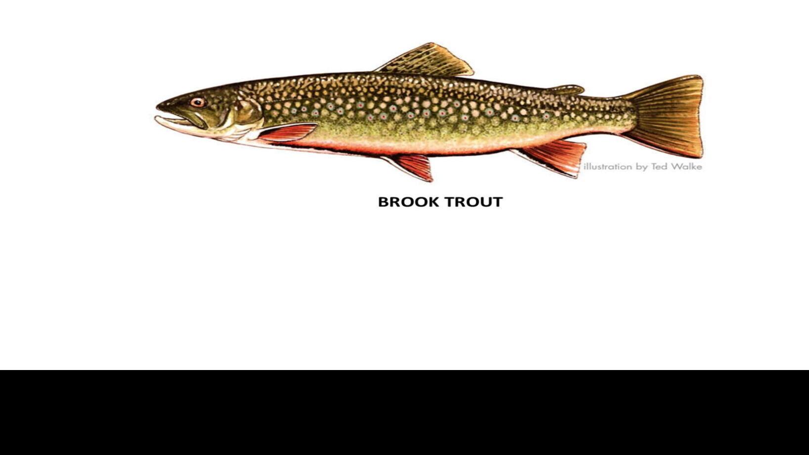 10 Brook Trout Facts