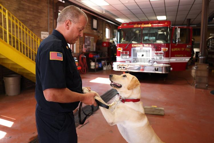 New Scranton firehouse dog is trained to help solve arson
