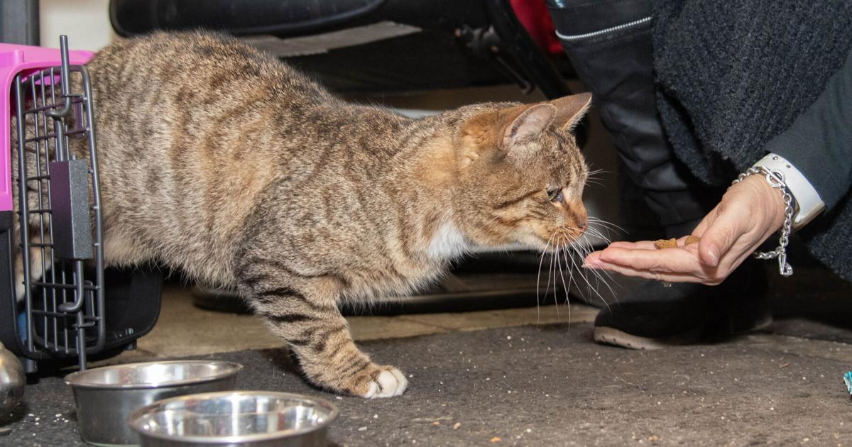 Stowaway cat survives ride stuck inside car’s engine | News