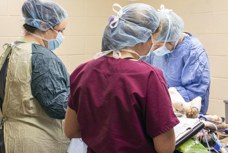 Veterinary science boasts 100 percent acceptance rate from students