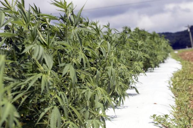 MSU Hemp Research