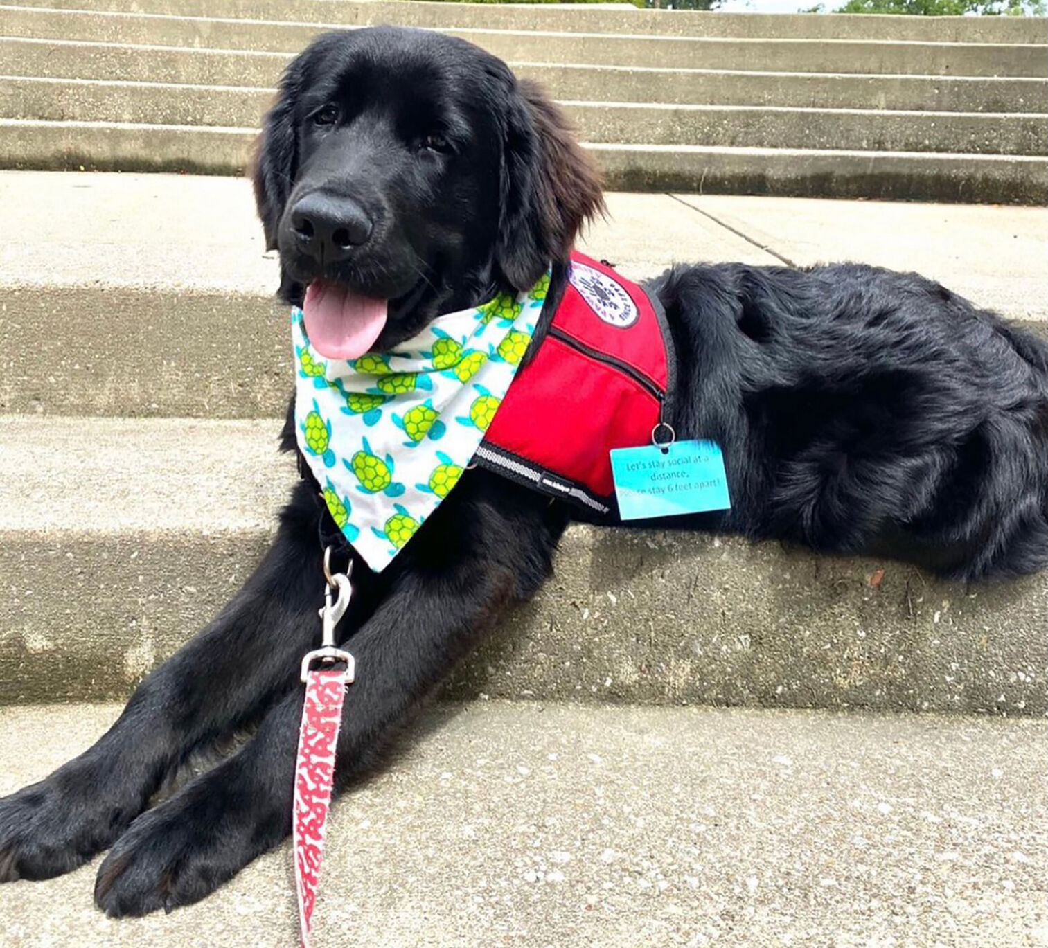 4 paws service dogs