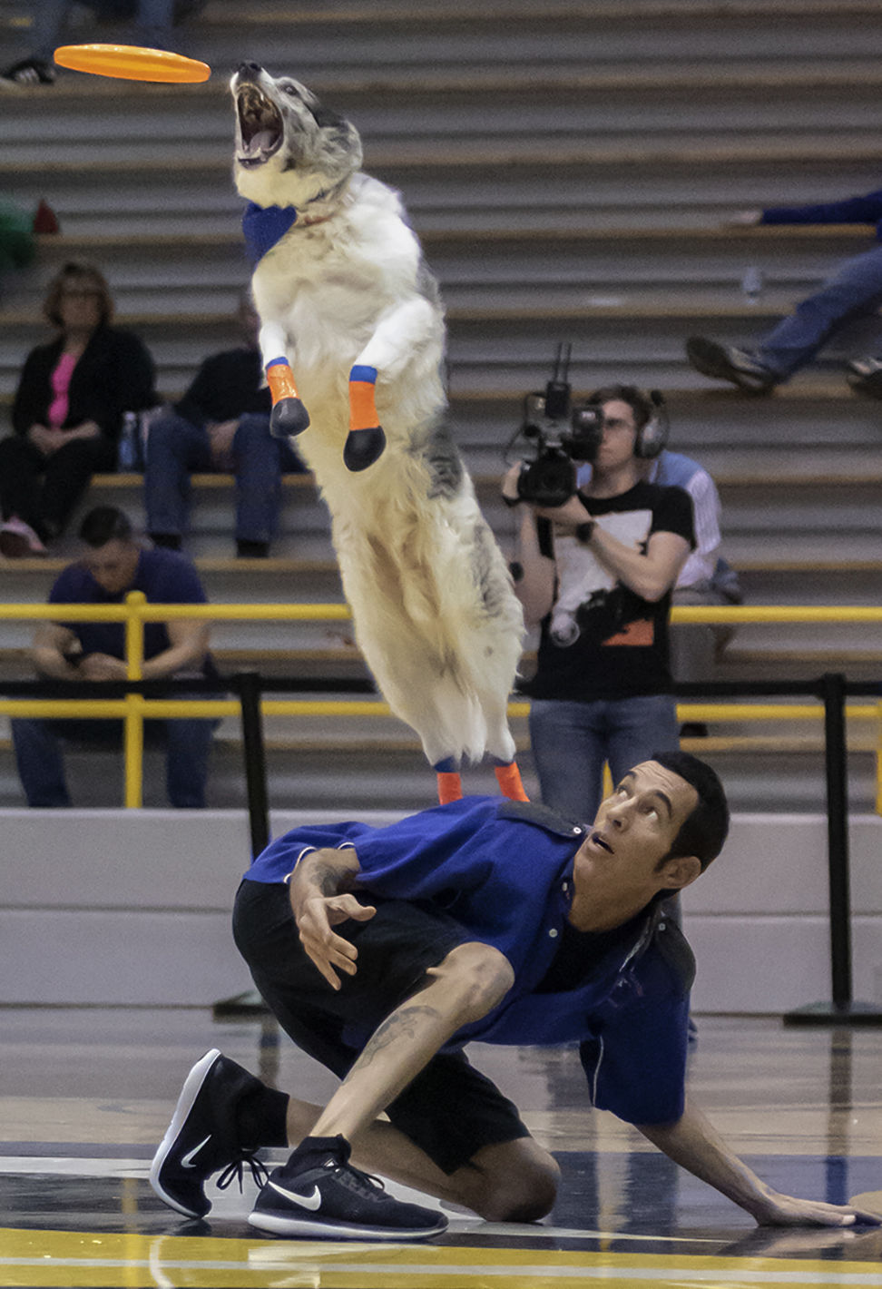 The Flying Houndz Frizbee