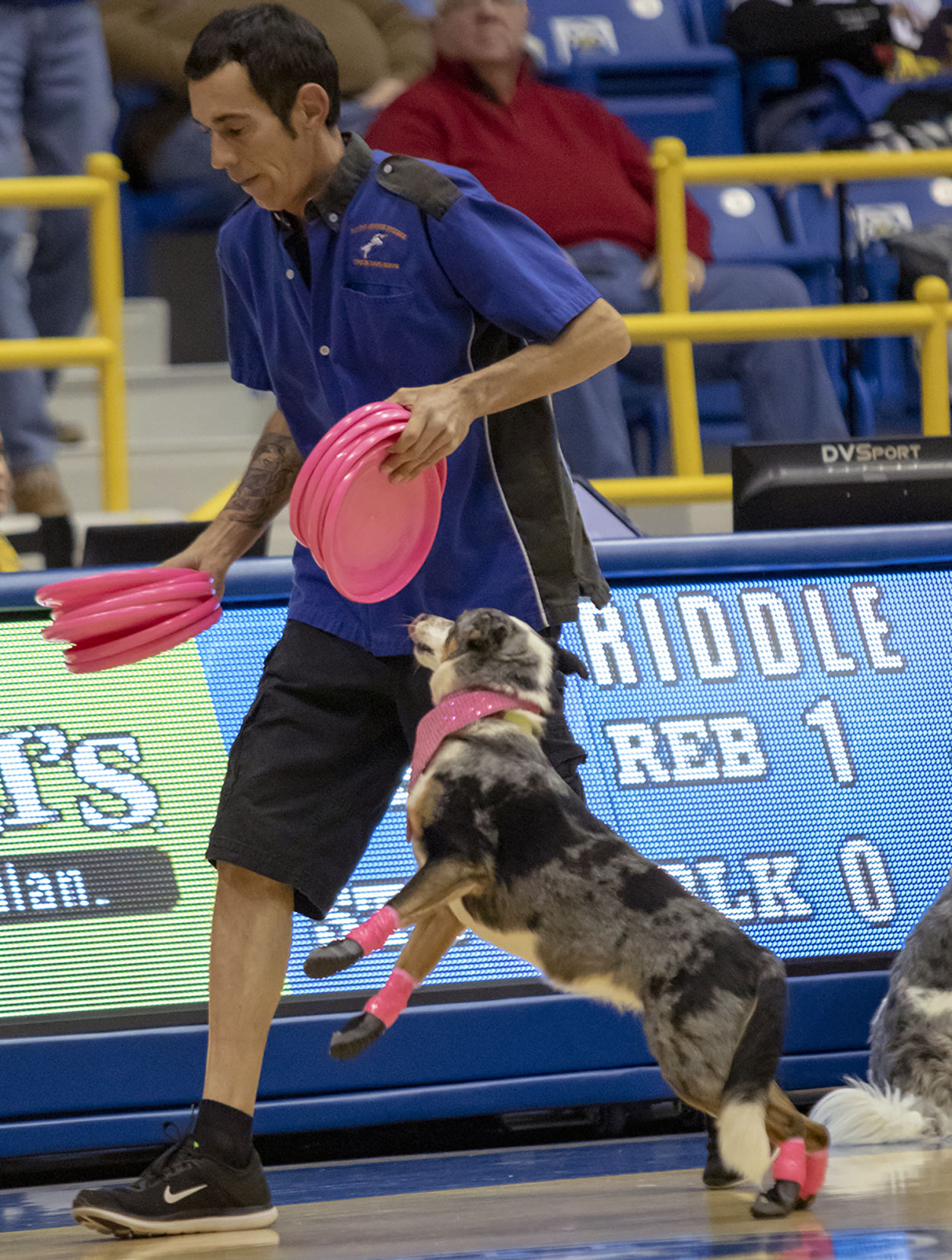 The Flying Houndz Frizbee