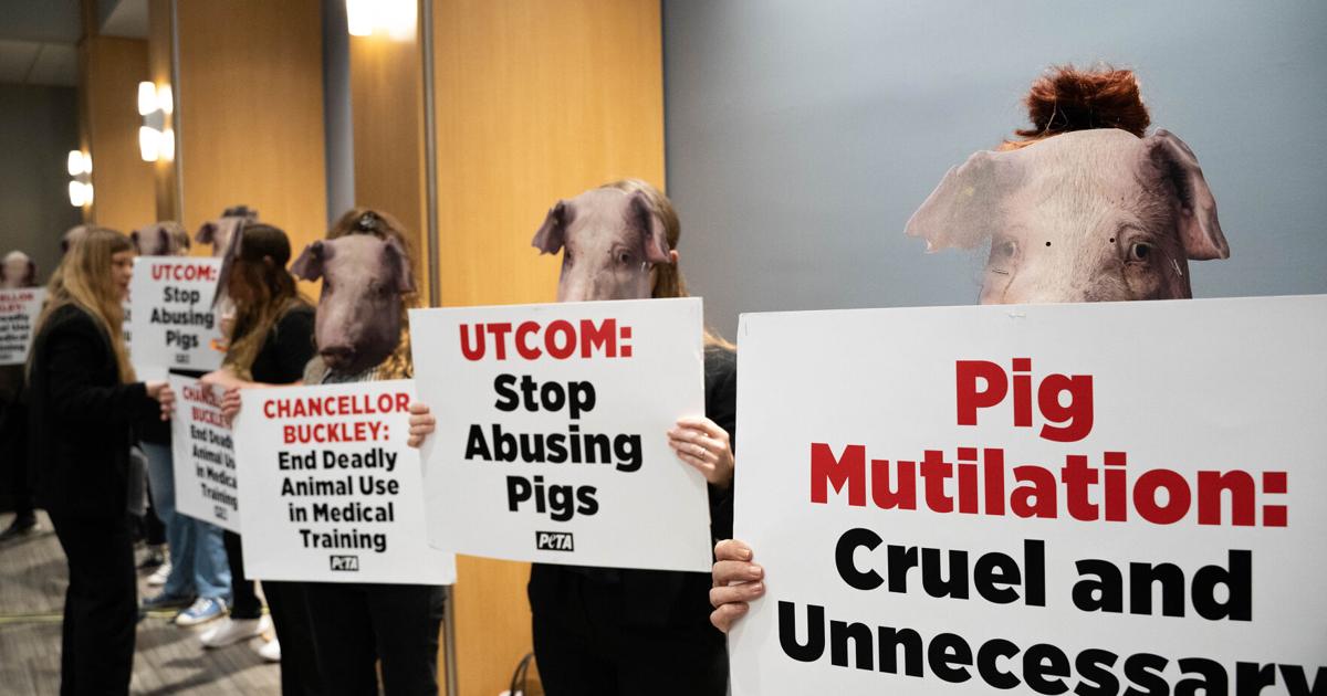 Pigs Protesting “PETA, Protest & Pigs?” | News | theutcecho.com