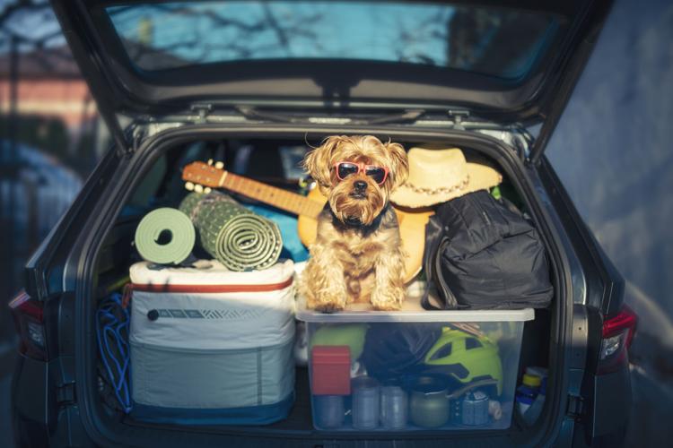 Cute puppy sitting in a full of luggage car trunk.