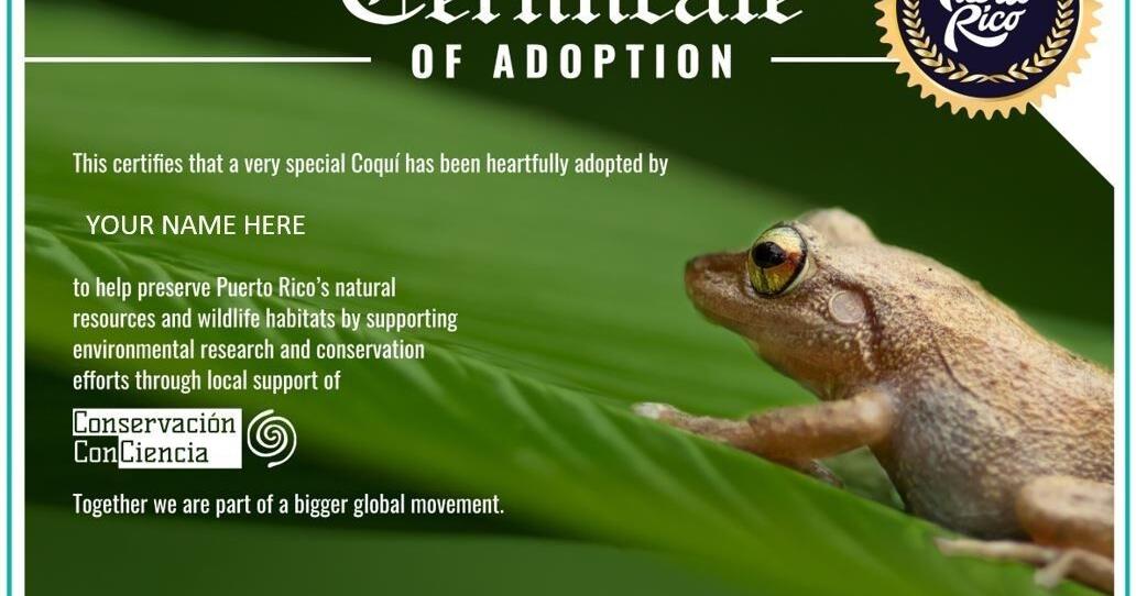 Discover Puerto Rico: Adopt a Coquí This Holiday Season | Business Gallery  
