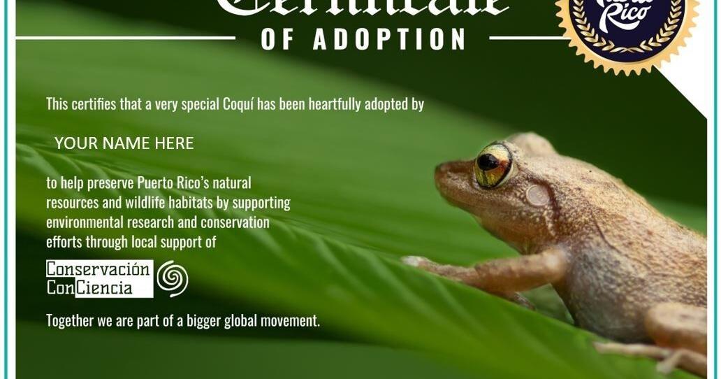 Discover Puerto Rico: Adopt a Coquí This Holiday Season | Business Gallery Discover Puerto Rico: Adopt a Coquí This Holiday Season | Business Gallery