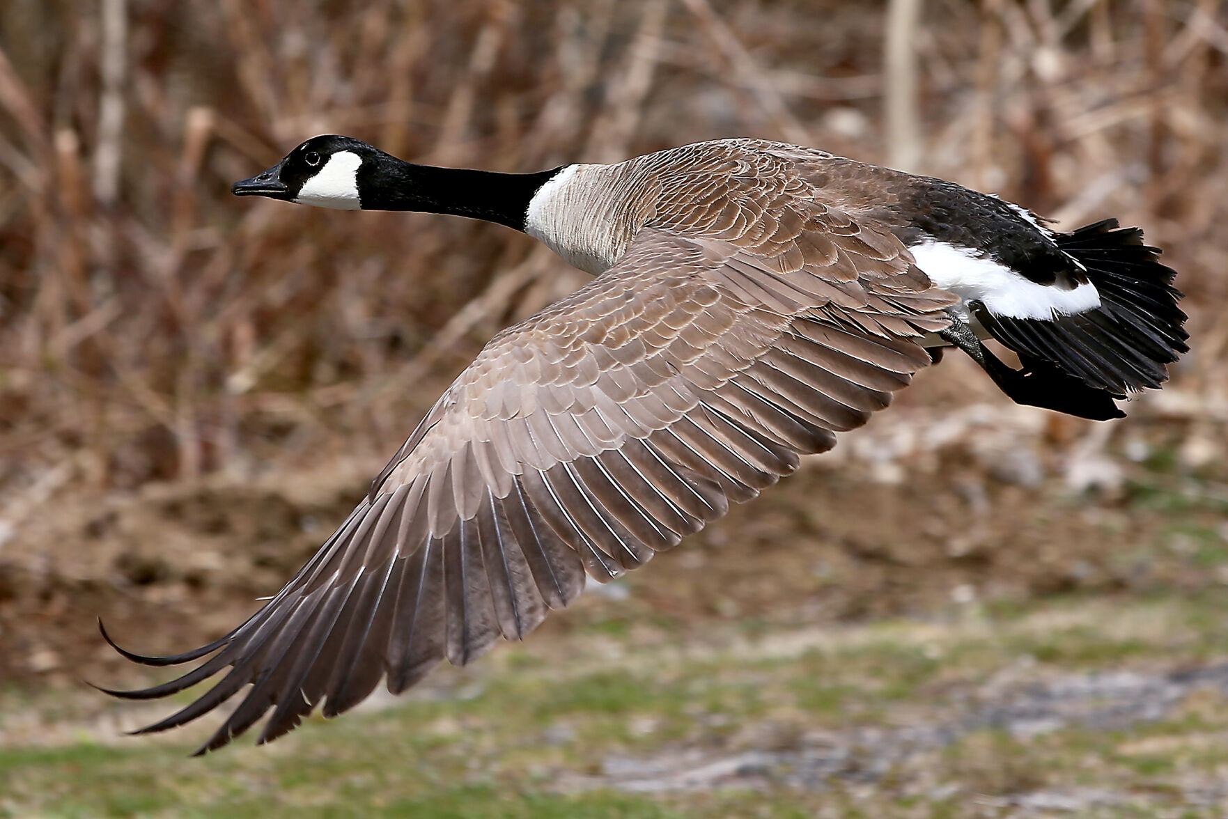 Canada goose 750 clearance 16