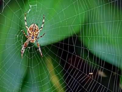 091521 STN Spider and web hh 81961.JPG