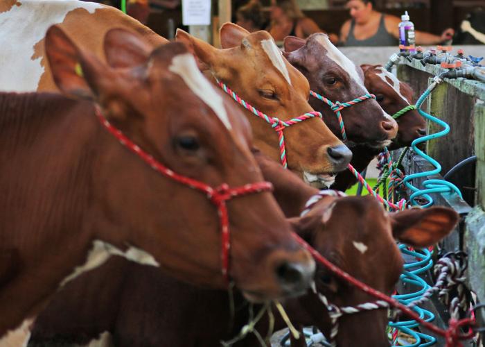 Founding a Tradition North Stonington Fair founder reflects on 60