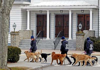 Dog Walkers