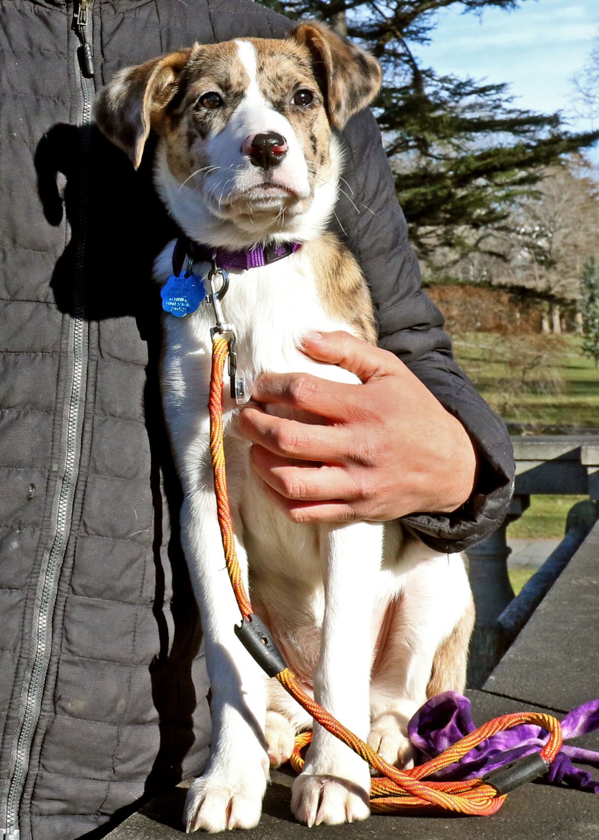 Geoffrey Goodman is saving animals one vanful at a time