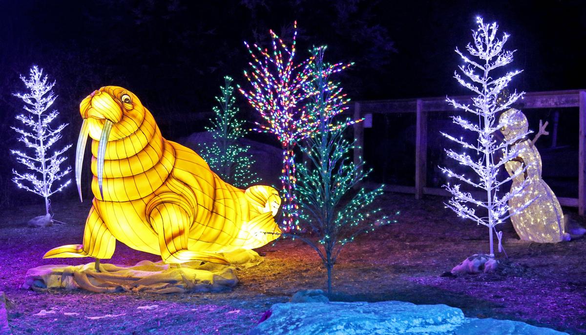 Aquarium S Northern Lights Entertainment Thewesterlysun Com