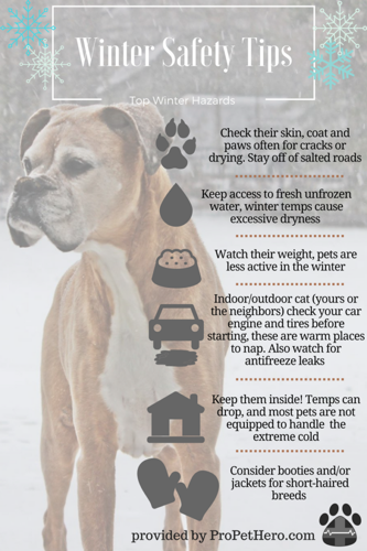 Too cold for store dogs