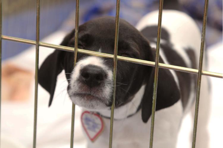 Always Adopt’s Super Dog Adoption Day News Always Adopt’s Super Dog Adoption Day News