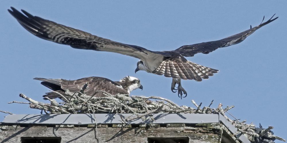 PHOTOS Ospreys making their nests Westerly