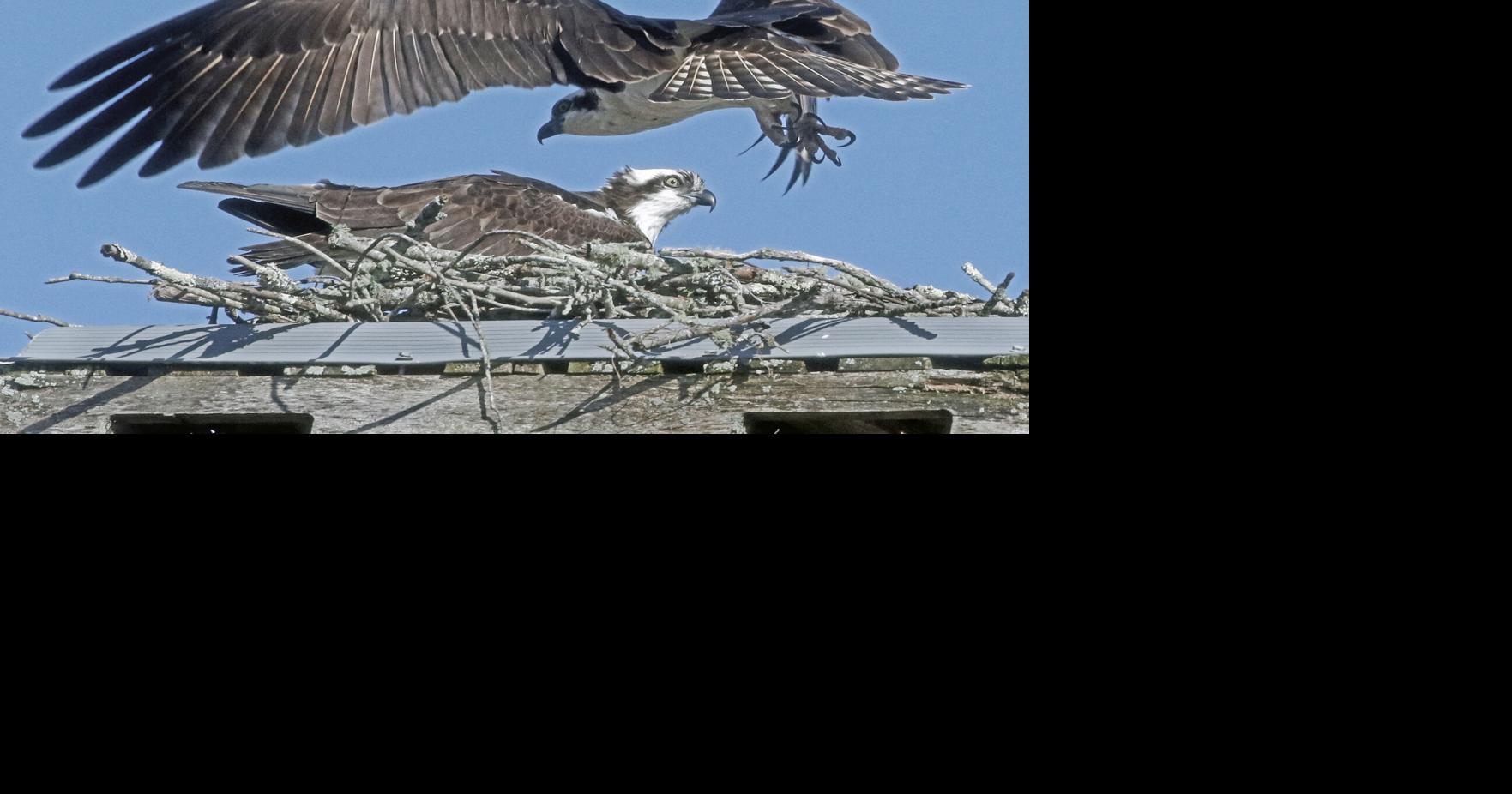 PHOTOS Ospreys making their nests Westerly
