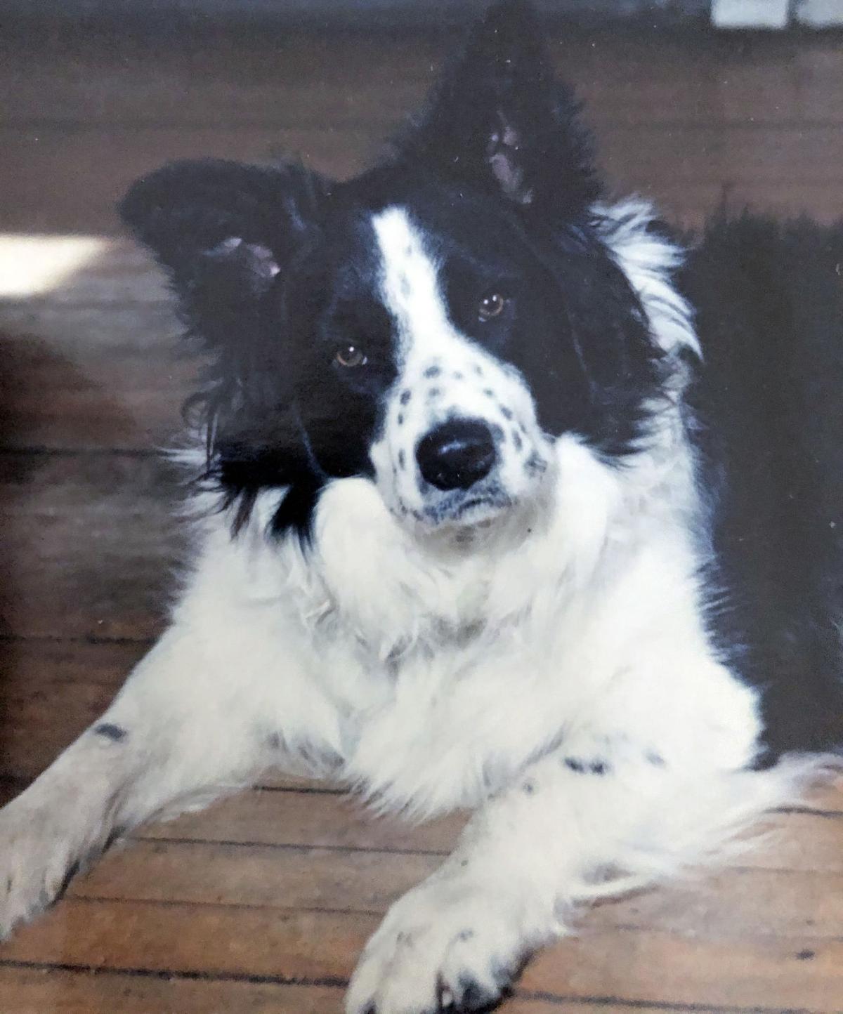 Postscripts Remembrances Of A Loyal Border Collie That Will Never Be Forgotten Or Replaced Guest Columns Thewesterlysun Com