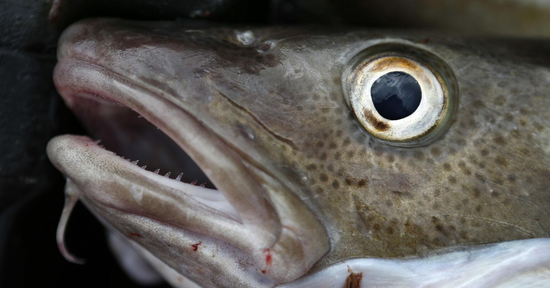 Maine fishermen caught more in 2023 thanks to pandemic funds - Vimarsana News