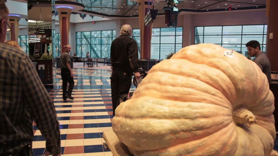 The giant Thanksgiving Pumpkin visits Foxwoods Front Porch News