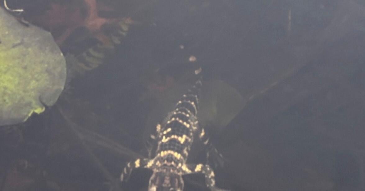 Small alligator rescued in Boston after slithering into the city's heart on social media
