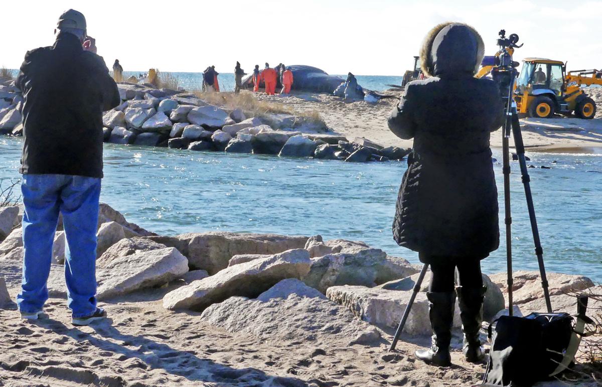 Photos Mystic Aquarium Team Performs Postmortem On