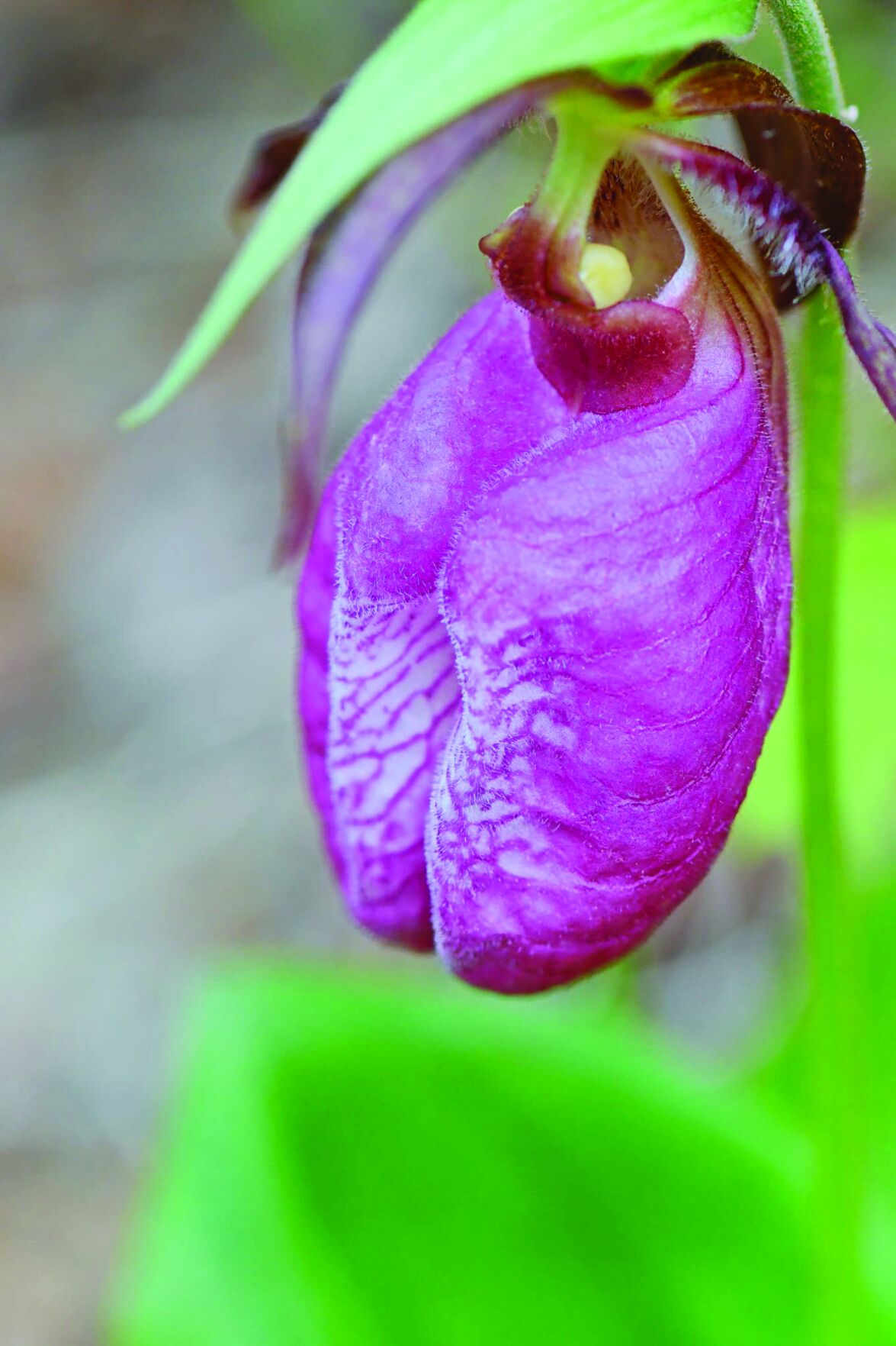 The Naturalist's Journal: Here's to the sodden and