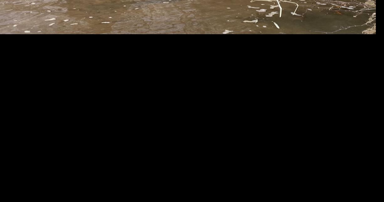 Westerly man plays a key role in URI's tree research