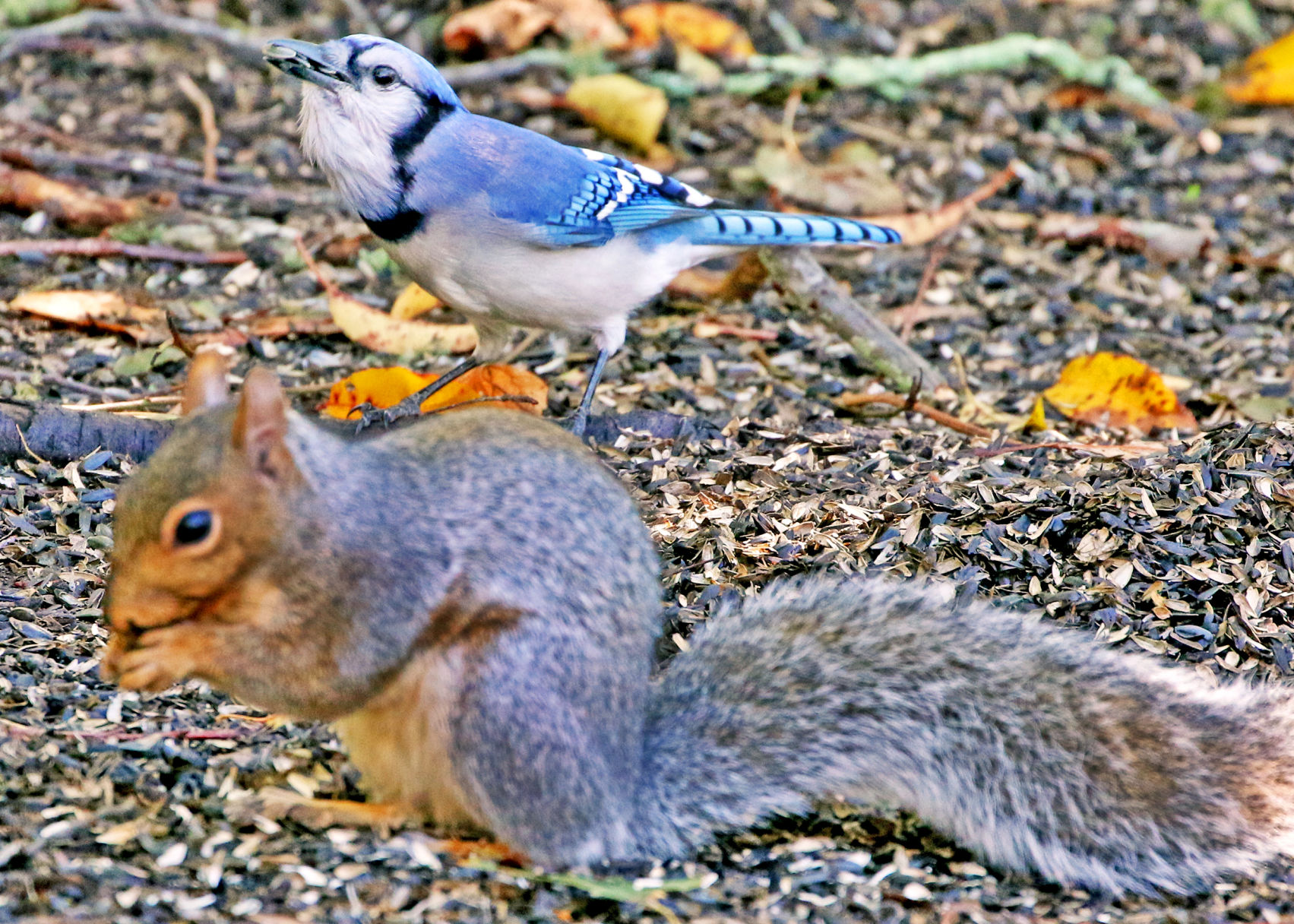 PHOTOS A blue jay and a squirrel are the perfect partners in