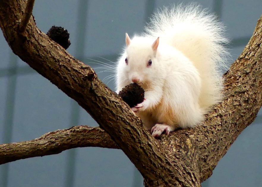 PHOTOS: White squirrel makes the scene in Wilcox Park | Westerly