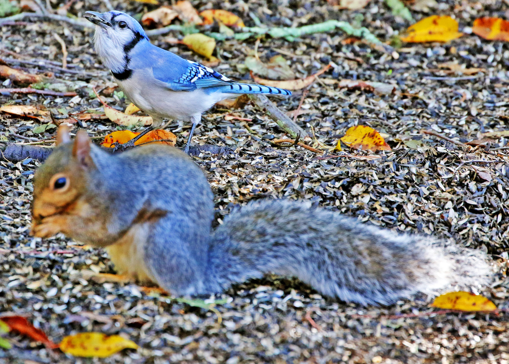 PHOTOS A blue jay and a squirrel are the perfect partners in