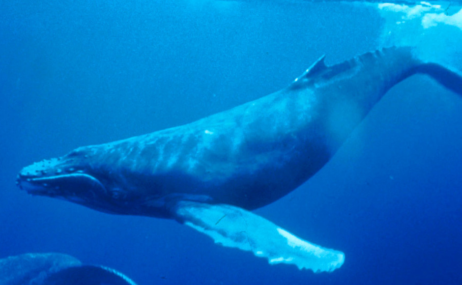 Research on whale behavior has led to better protections - The Westerly Sun