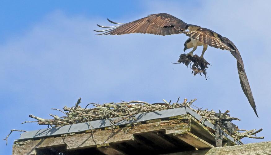 PHOTOS Ospreys making their nests Westerly